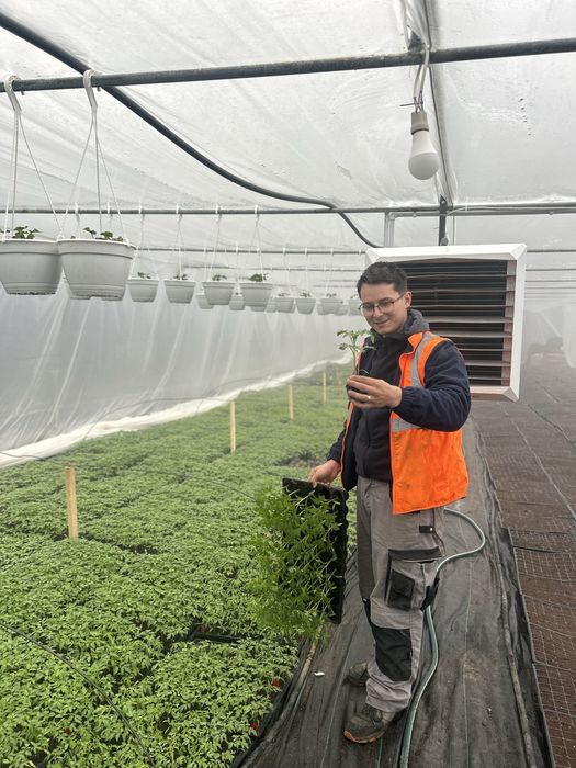 Răsaduri de legume direct de la producător AXIUC