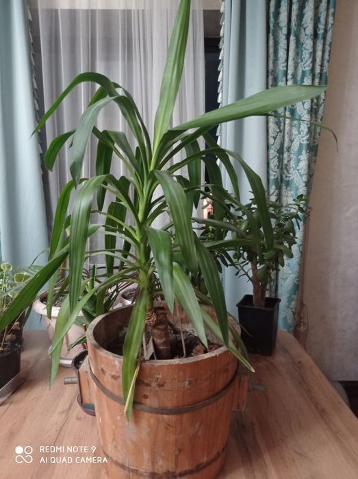 Юкка растения домашние