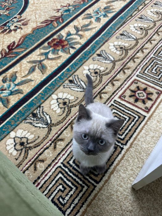 Продам кота 6-7 месяцев