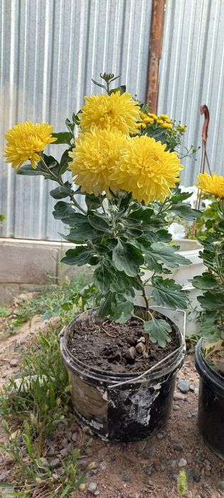 Хризантема мультифлора