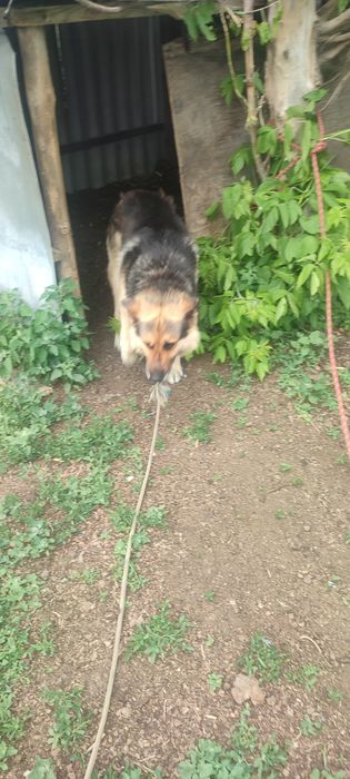 Продам немецеую овчарку