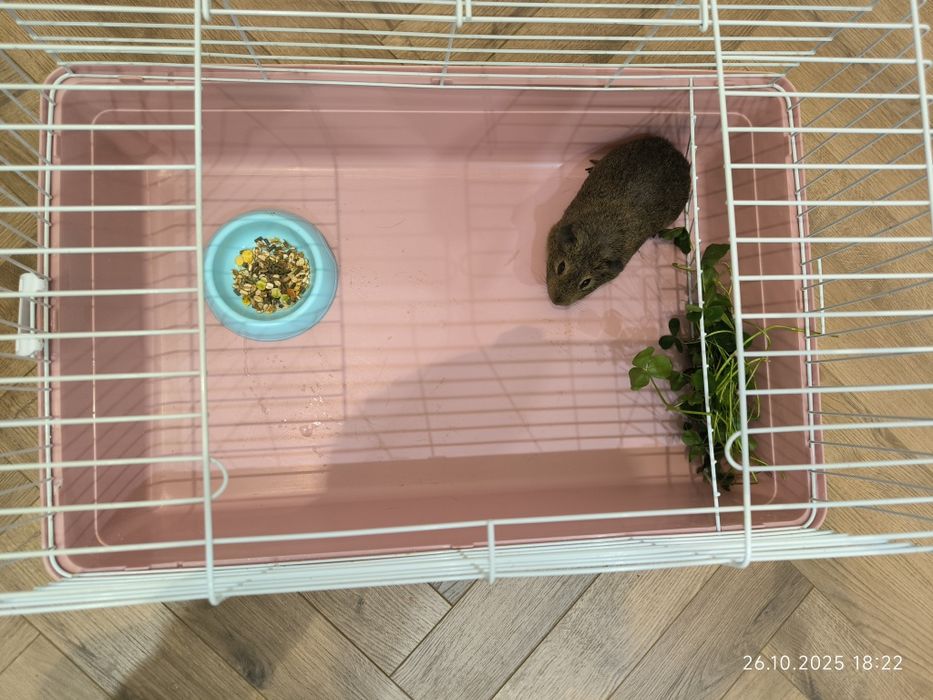 Морская свинка, мальчик