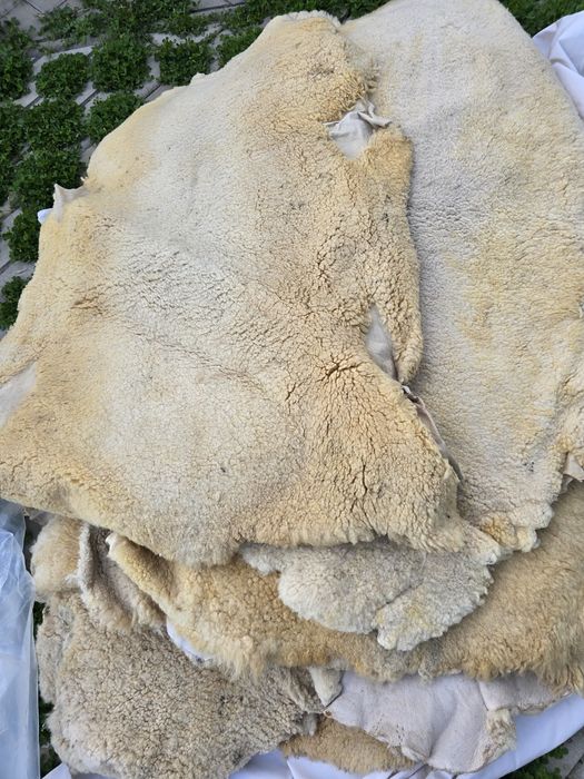 Piei de oaie și miel