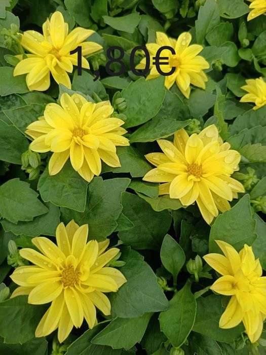 Цветя на Едро и Дребно!Градински център "Далия" гр.Садово.