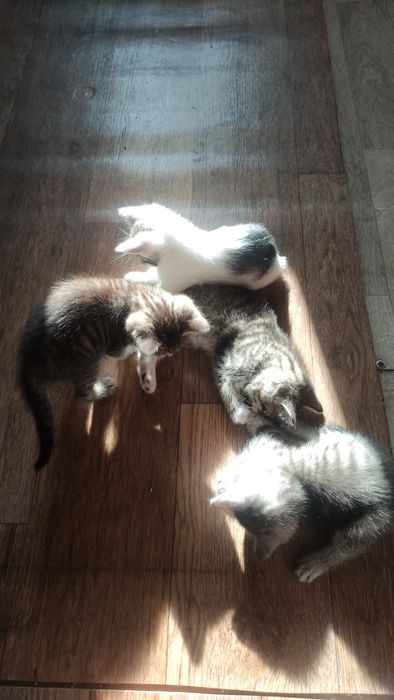 Котята в доброе руки