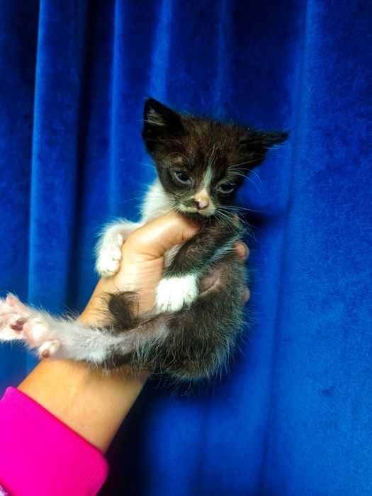 Котята ищут добрые руки