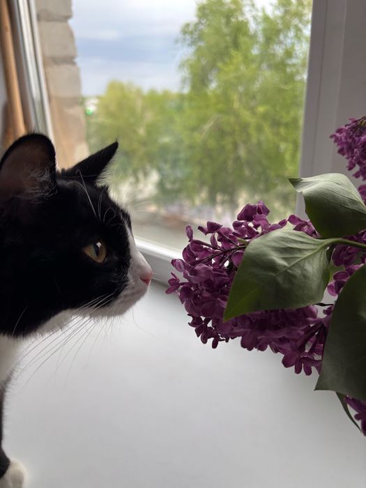 Кошка в добрые руки