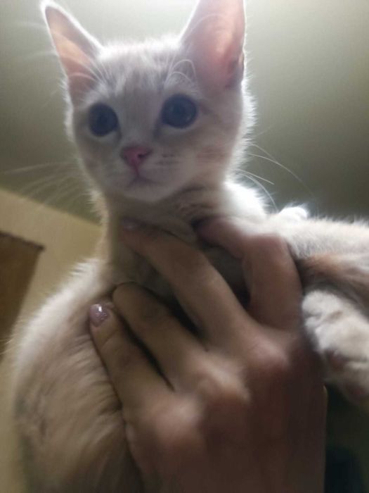 Котик ласковый, игривый
