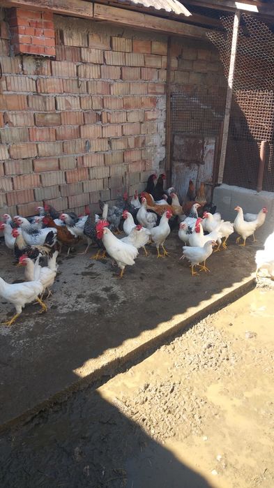 Sussex,Legorn si de casa cocosi