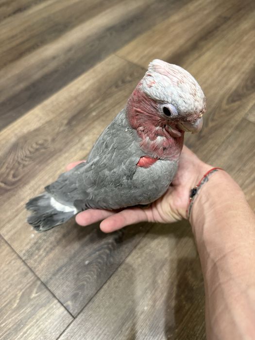 Ръчно хранено Розово Какаду