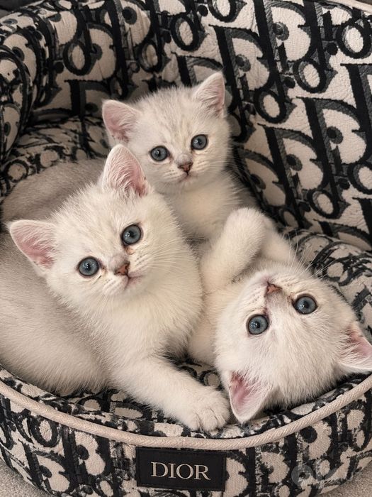 Котята серебристой шиншиллы