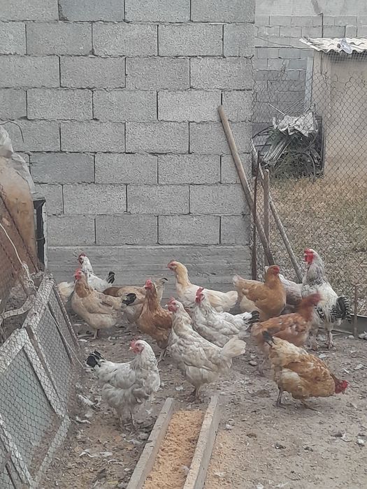 Продаю куры срочно!
