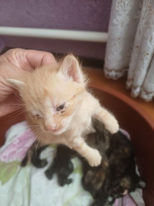 Пышык  анасымен  косып 2баласы бар