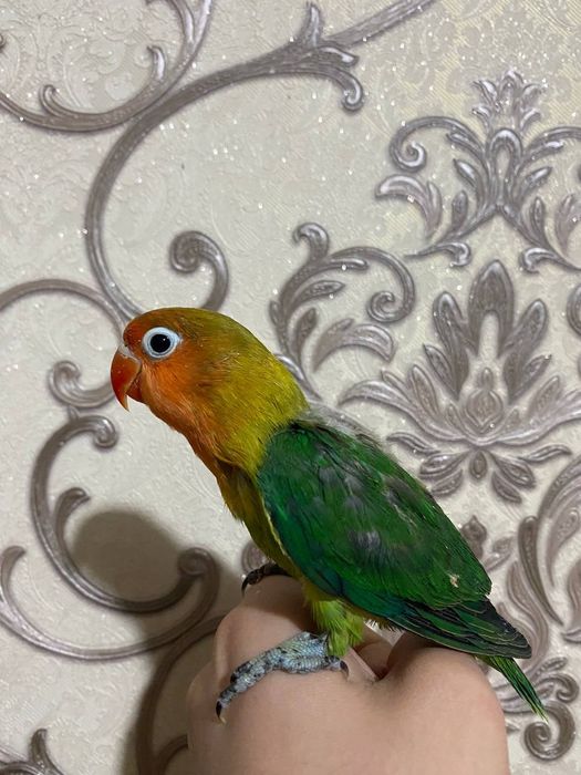 Ruchnoy popugay nerazluchnik