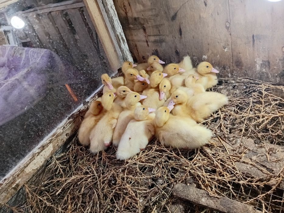 Утка Агидель двух недельный