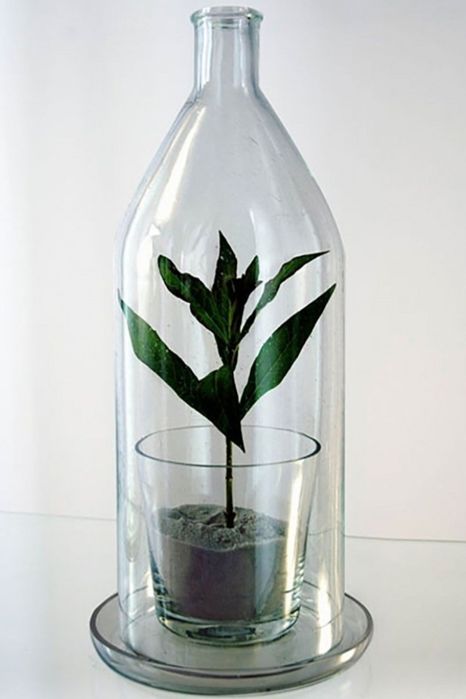 Ваза мини флорариум