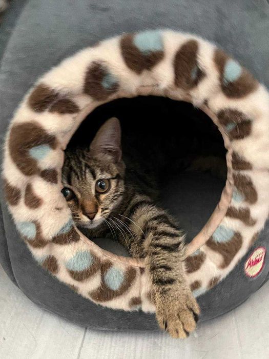 Отдам кошечку в хорошие руки!