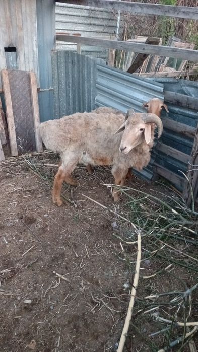 Продам барана кошкар