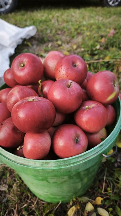 Mere pentru suc, consum, industrie,sucuri naturale