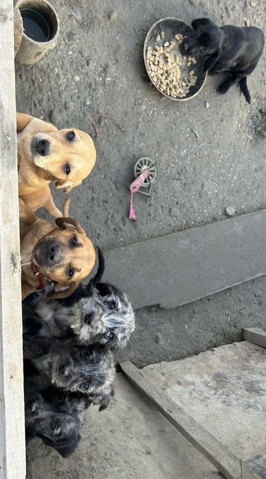 Cațelusi rasa tekel