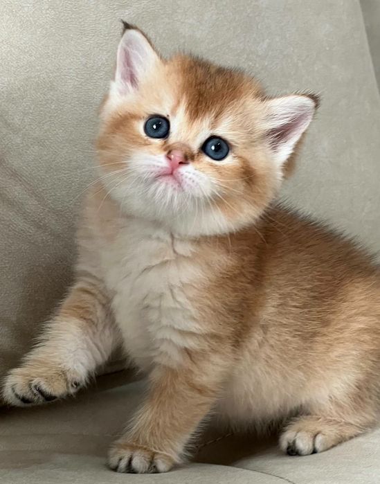 Продается британская девочка золотая шиншилла Чистокровная