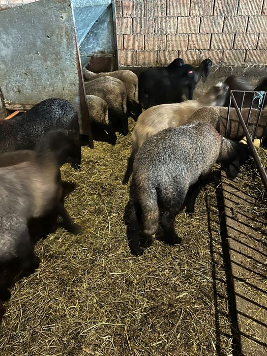 Miei birci de vanzare