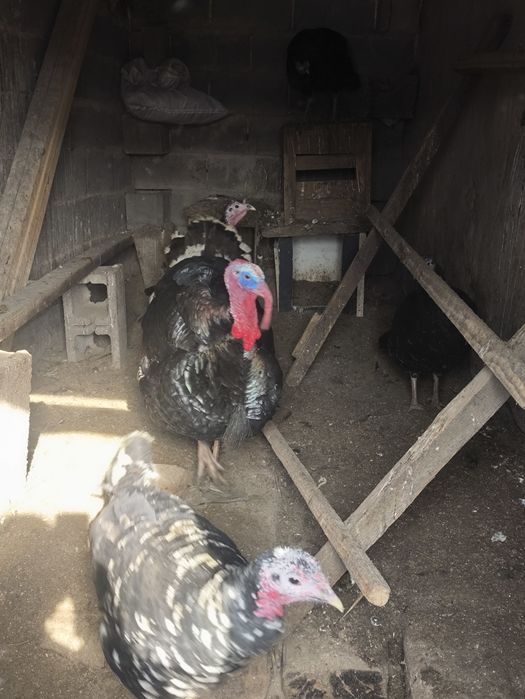 Продам семью индюков