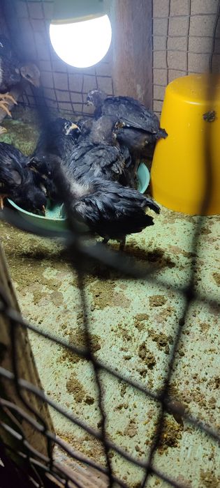 Андижон кора товух жужалари