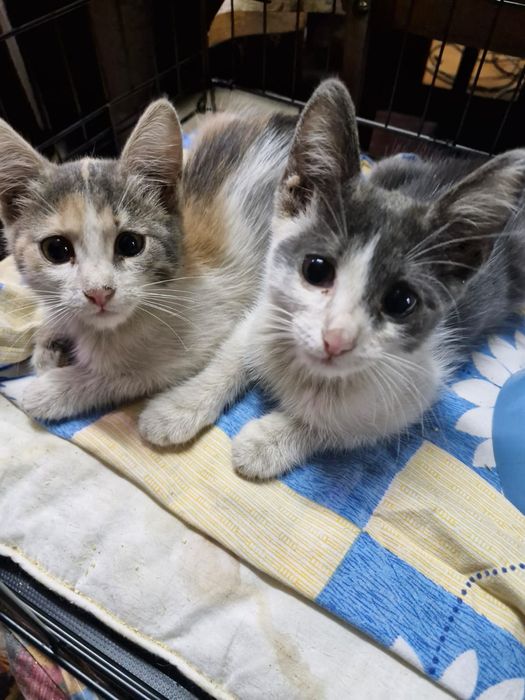 Отдам котят бесплатно