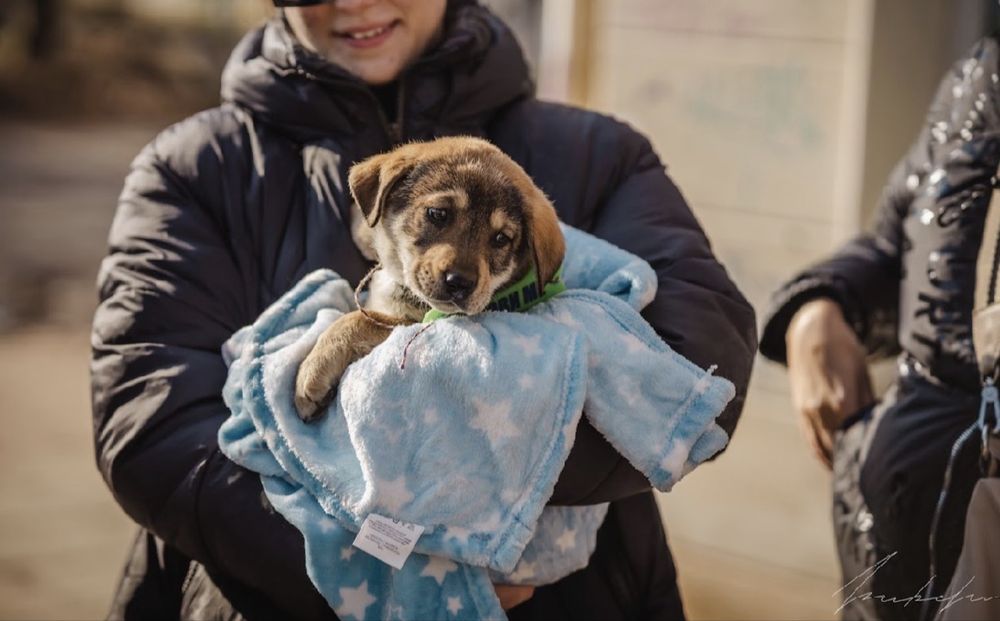 Търсят се осиновители за кучета бебета!