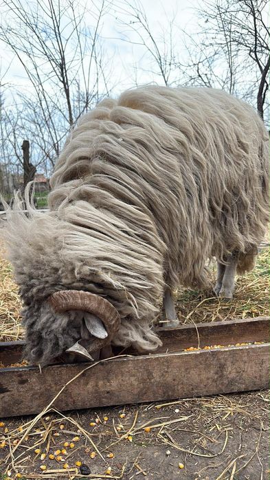 Oii de vânzare , berbec