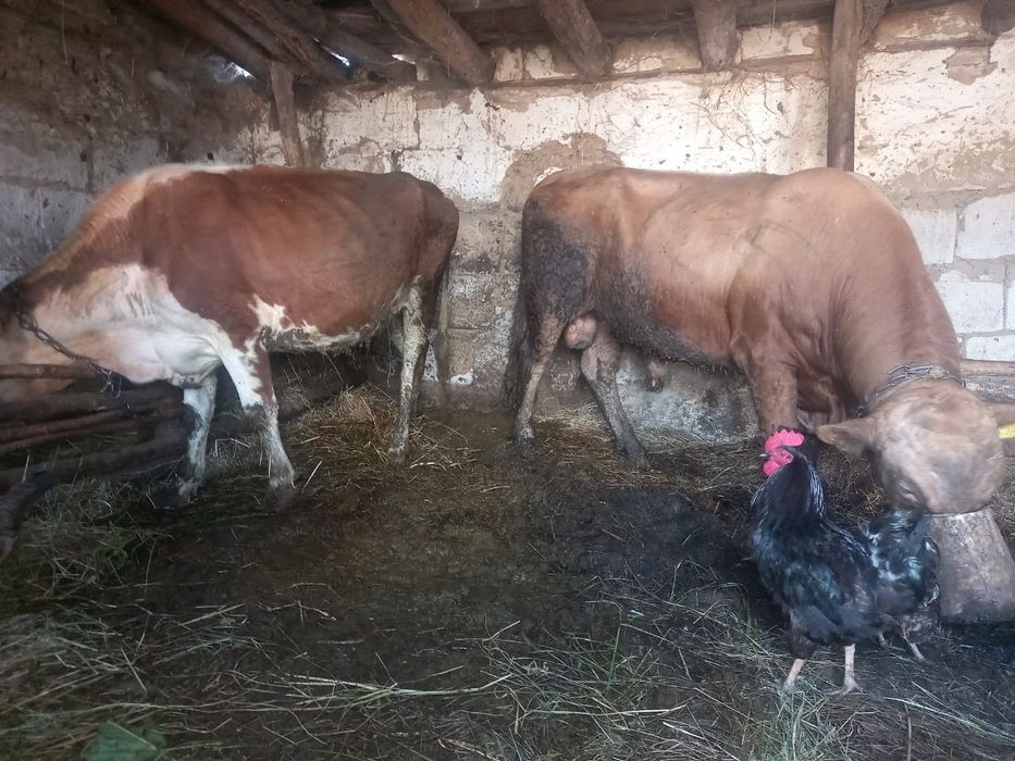 Продам 2 головы крс