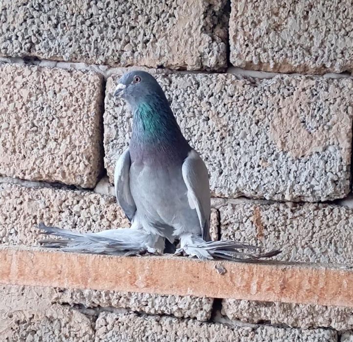 Продается голуби