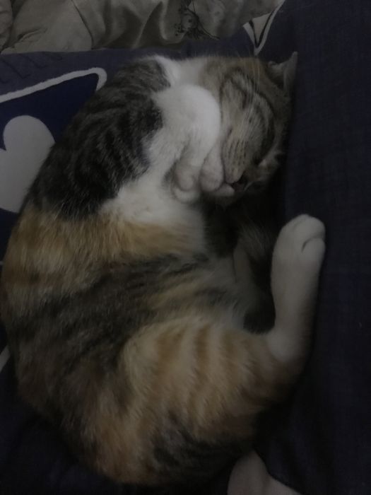 пропала кошка.