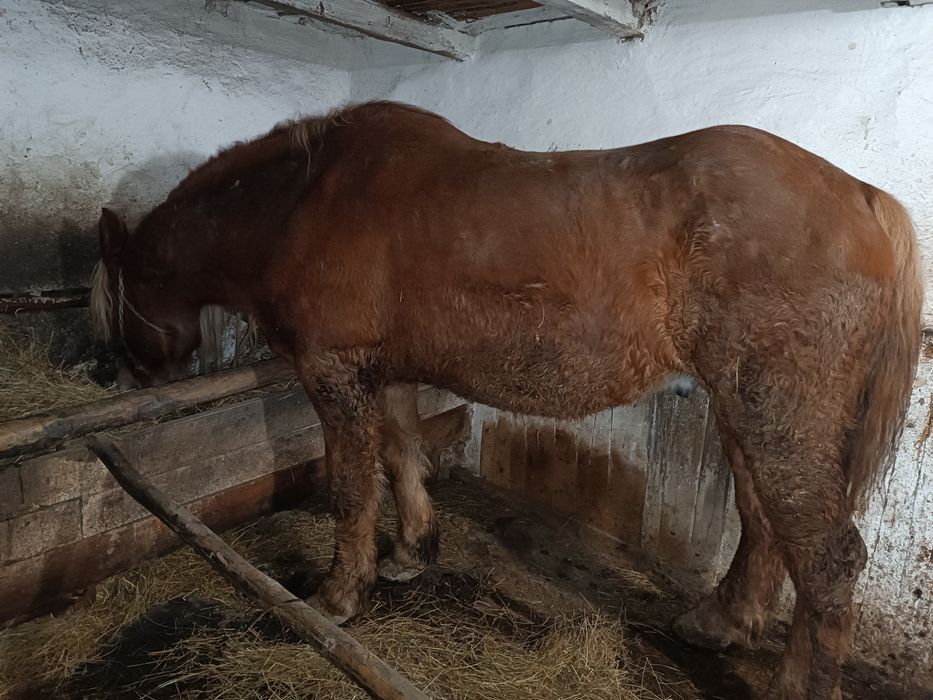 Cal și iapă,  de vânzare