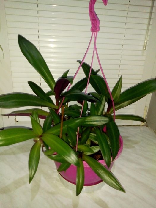 Палма драцена фраганс-110см.,коледниче,исусов венец,кротон,бамбук и др