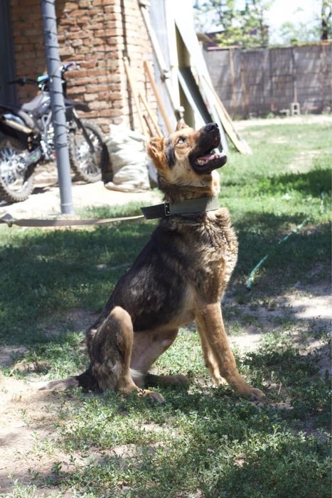 Подарю шикарного пса бесплатно