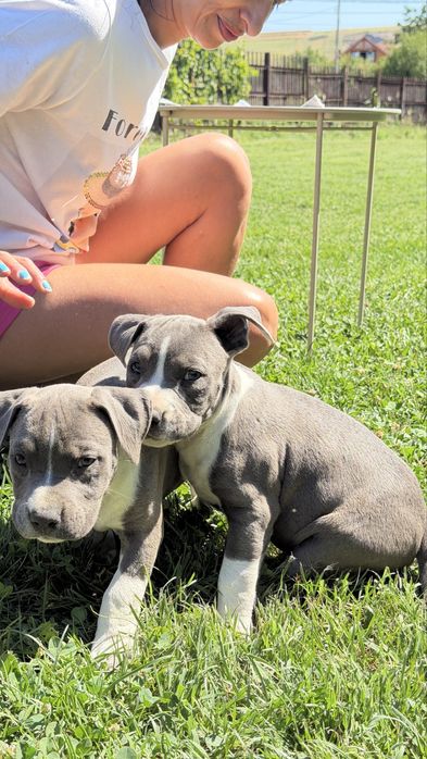 American bully xl