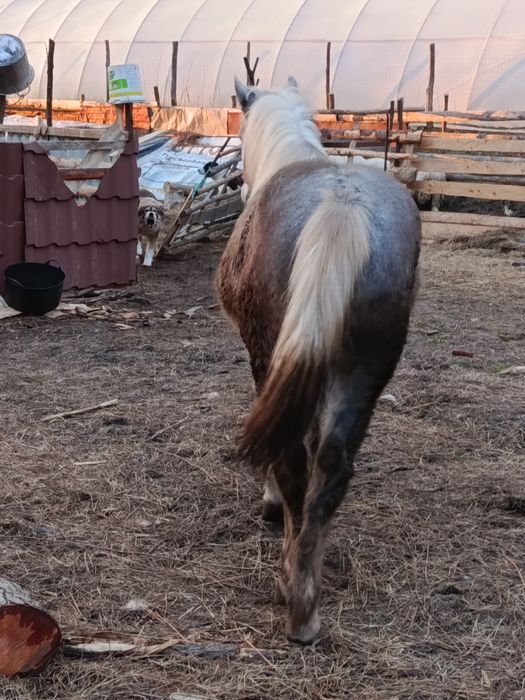 Vând un mânz și o mânză