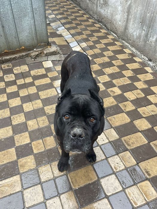 Кане корсо раен пятелетки