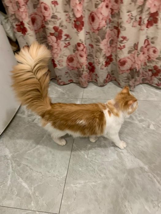 Девочка мейнкун с родословной