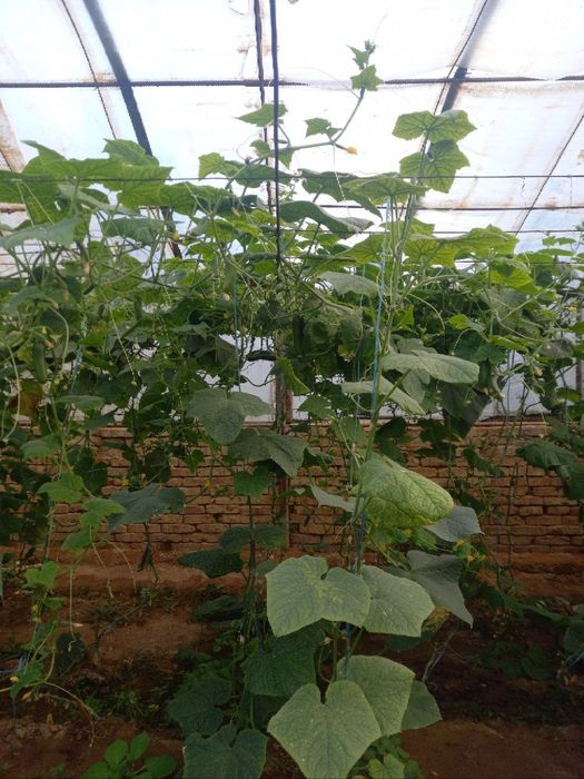 Срочно продается дача Мираж-2