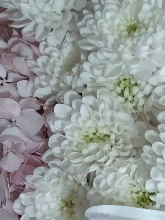 Гүлдер барлық турі