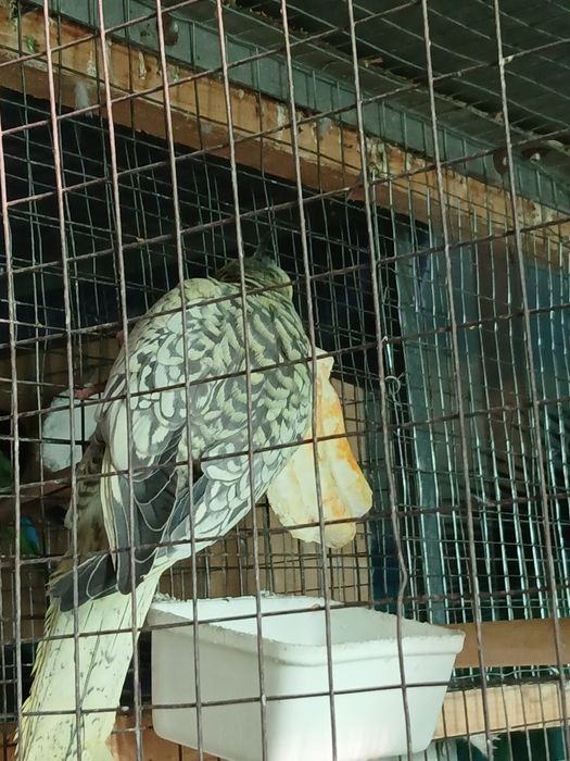 Assalomu alekum, qushlar sotiladi, Qushlar tiniq qushalar