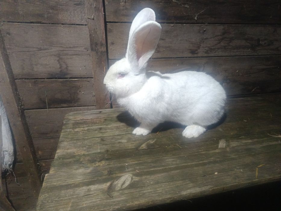 Femele urias german alb si urias de transilvania