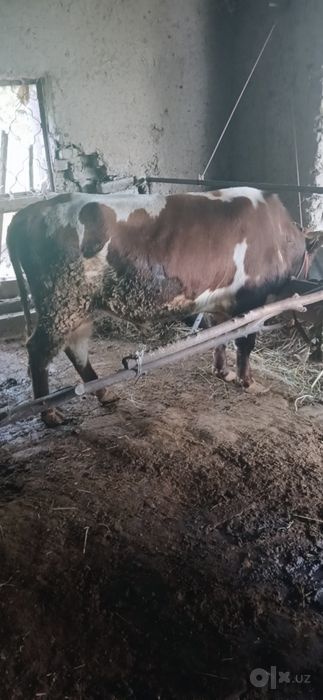 Buqa sotiladi 24 mln