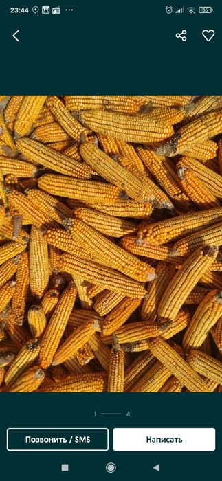 Suvga to'yga quruq postlog'idan ajratilgan sartarofka qilingan va sifa