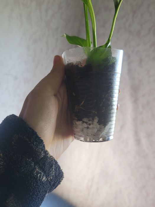 Спатифиллум детки