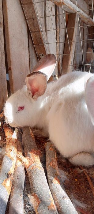 Продам кроликов фландер
