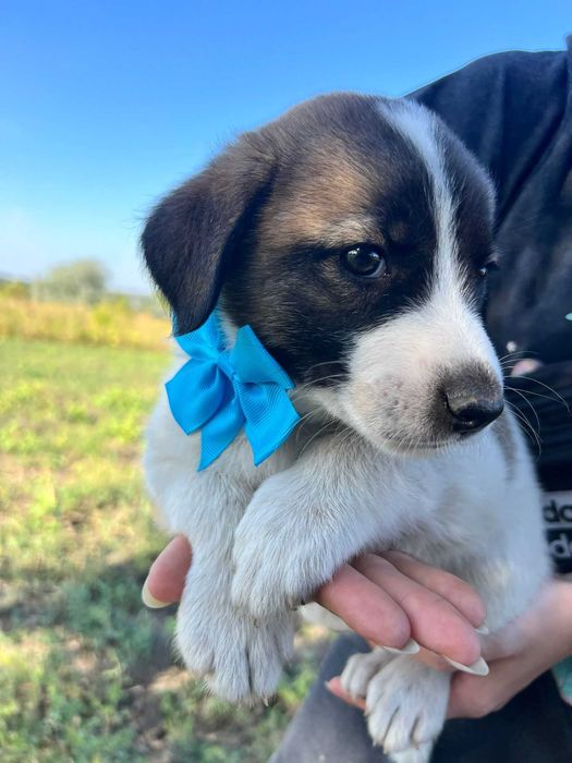 *** - CĂȚELUȘI PENTRU ADOPȚIE!  - *** Vacinati si deparazitați